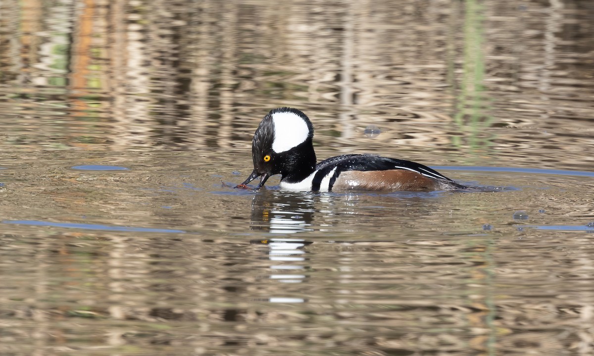 Hooded Merganser - ML615249934