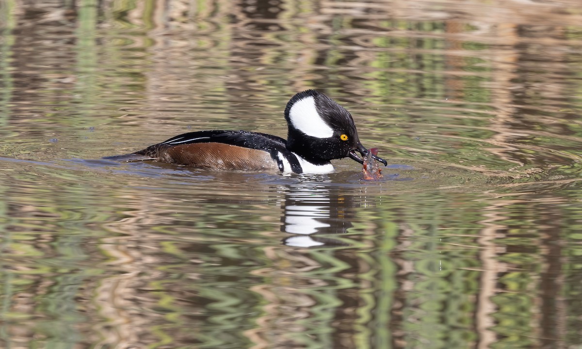 Hooded Merganser - ML615249936