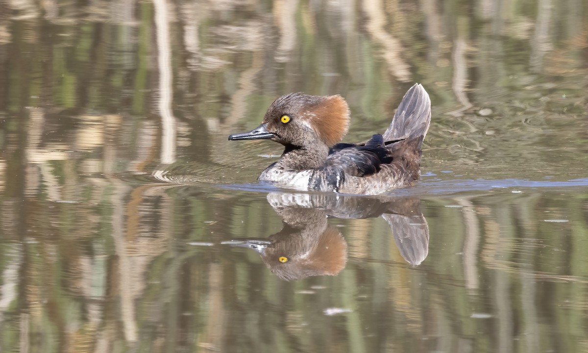 Hooded Merganser - ML615249937