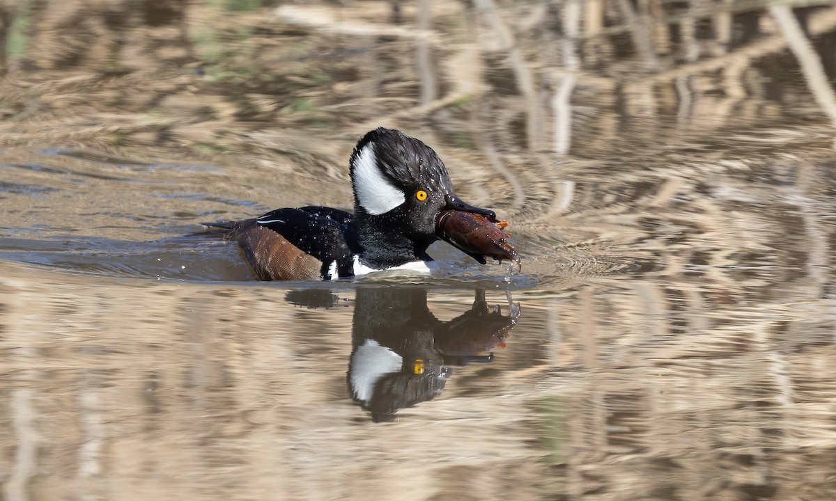 Hooded Merganser - ML615249939