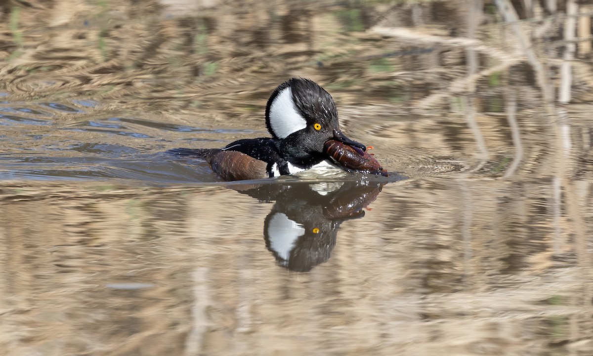 Hooded Merganser - ML615249940