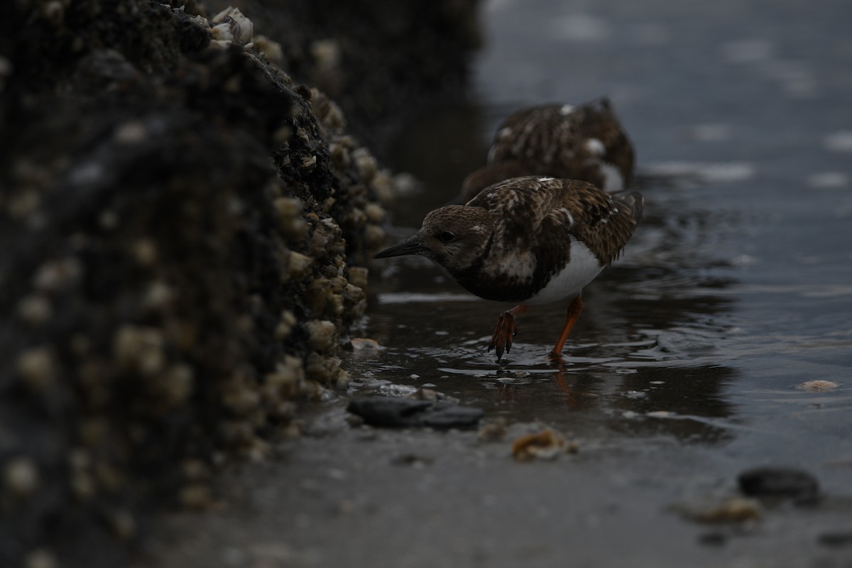 Ruddy Turnstone - ML615249944