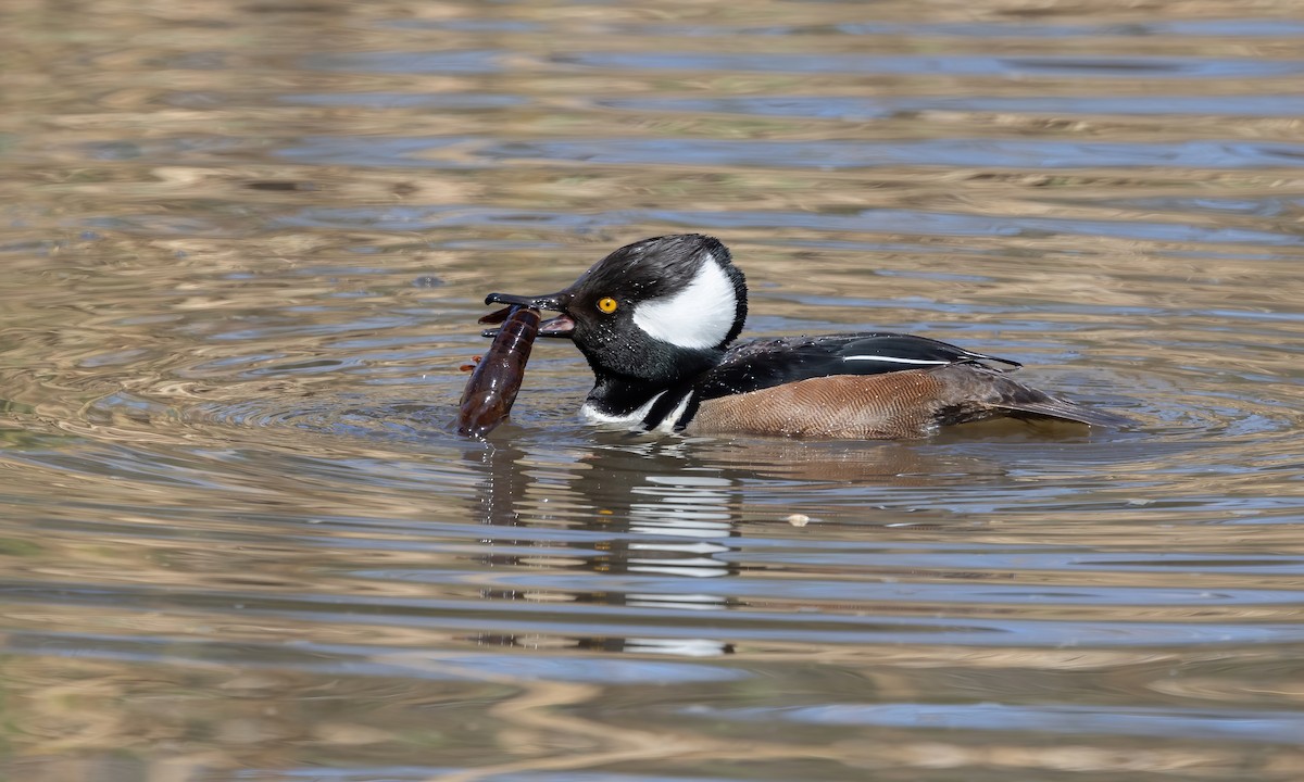 Hooded Merganser - ML615249951