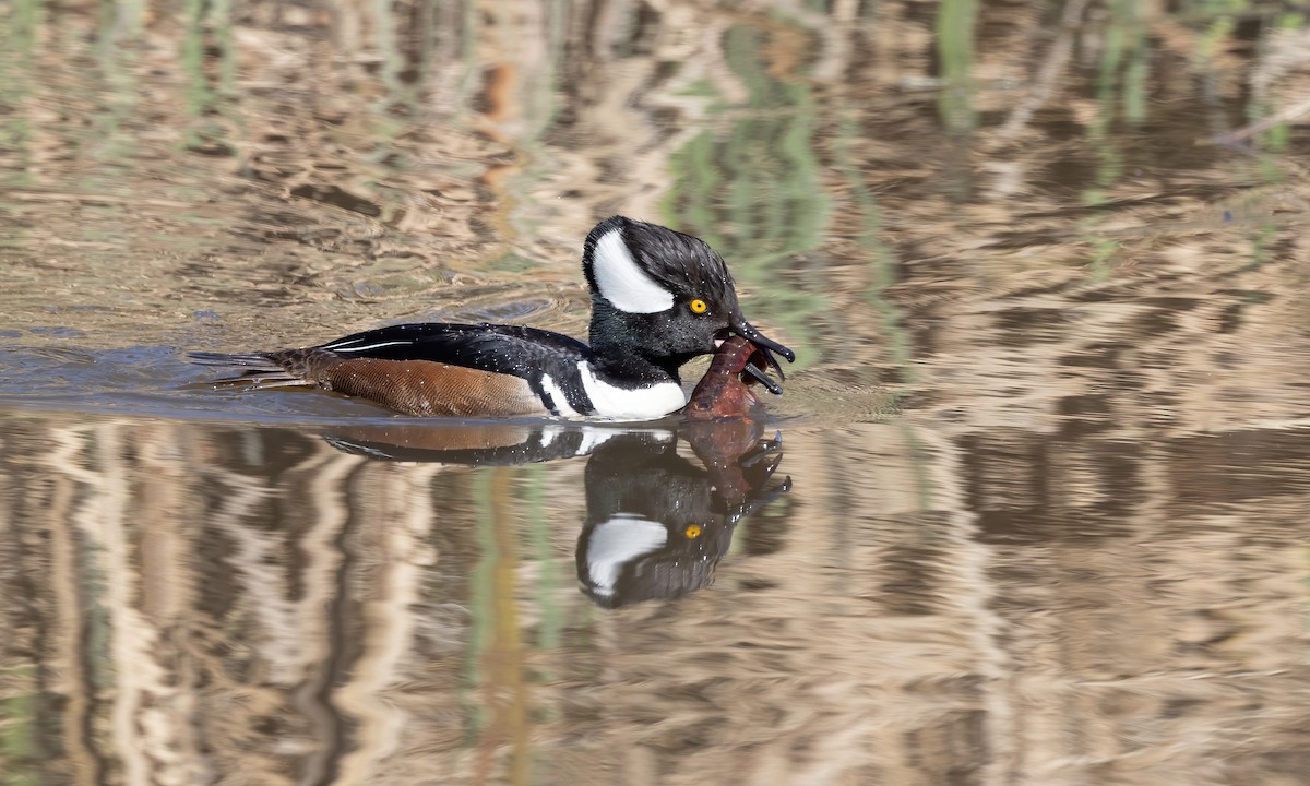 Hooded Merganser - ML615249952