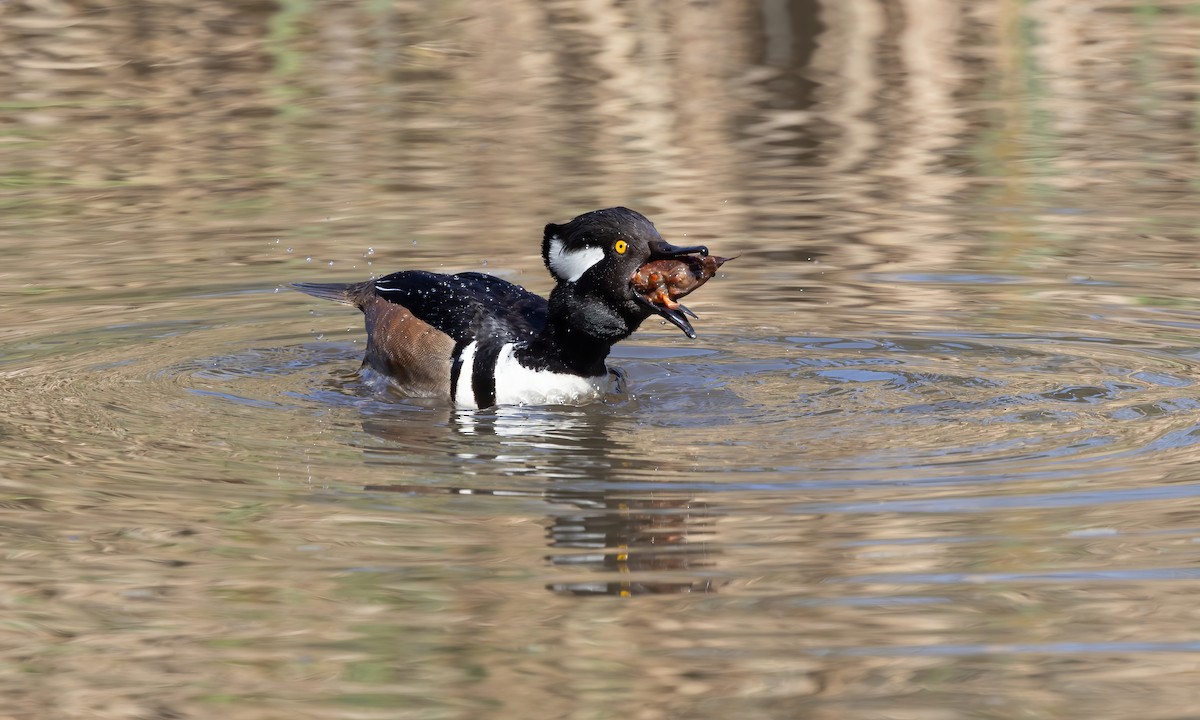 Hooded Merganser - ML615249953