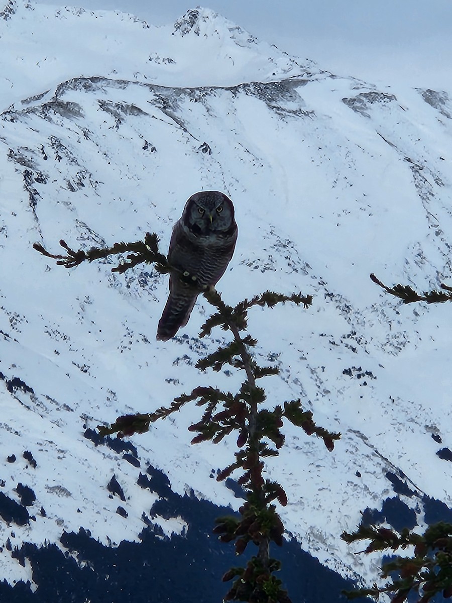 Northern Hawk Owl - ML615249977