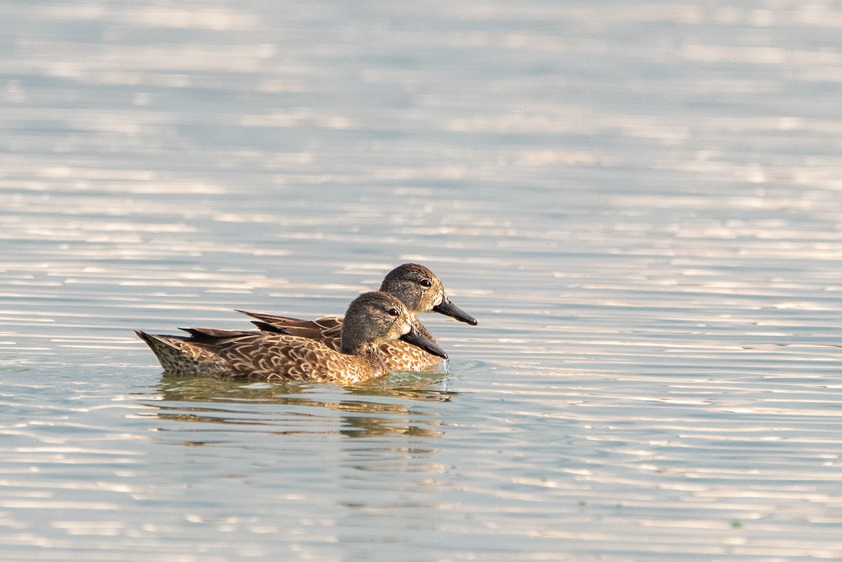 Blue-winged Teal - Toby Rowland
