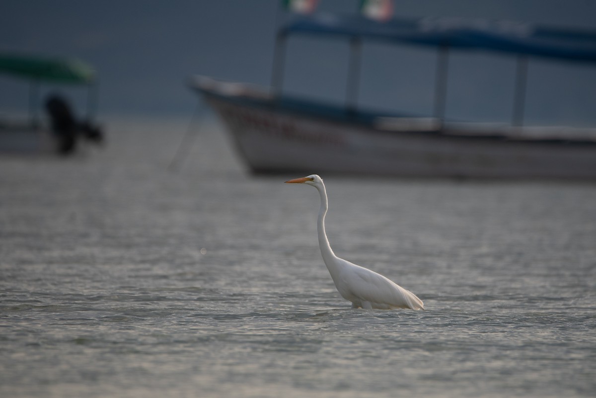 Great Egret - Toby Rowland