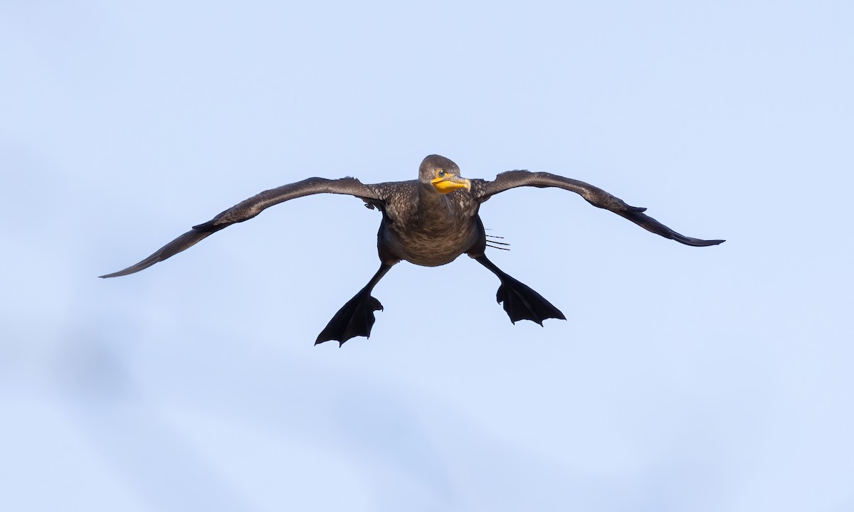 Double-crested Cormorant - ML615250006