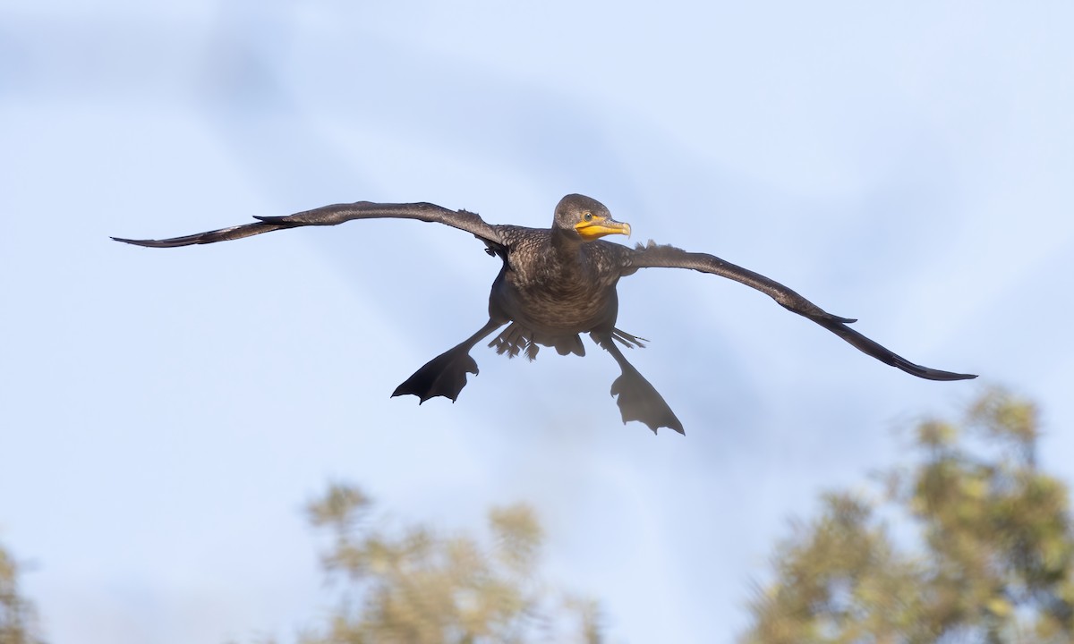 Cormoran à aigrettes - ML615250007