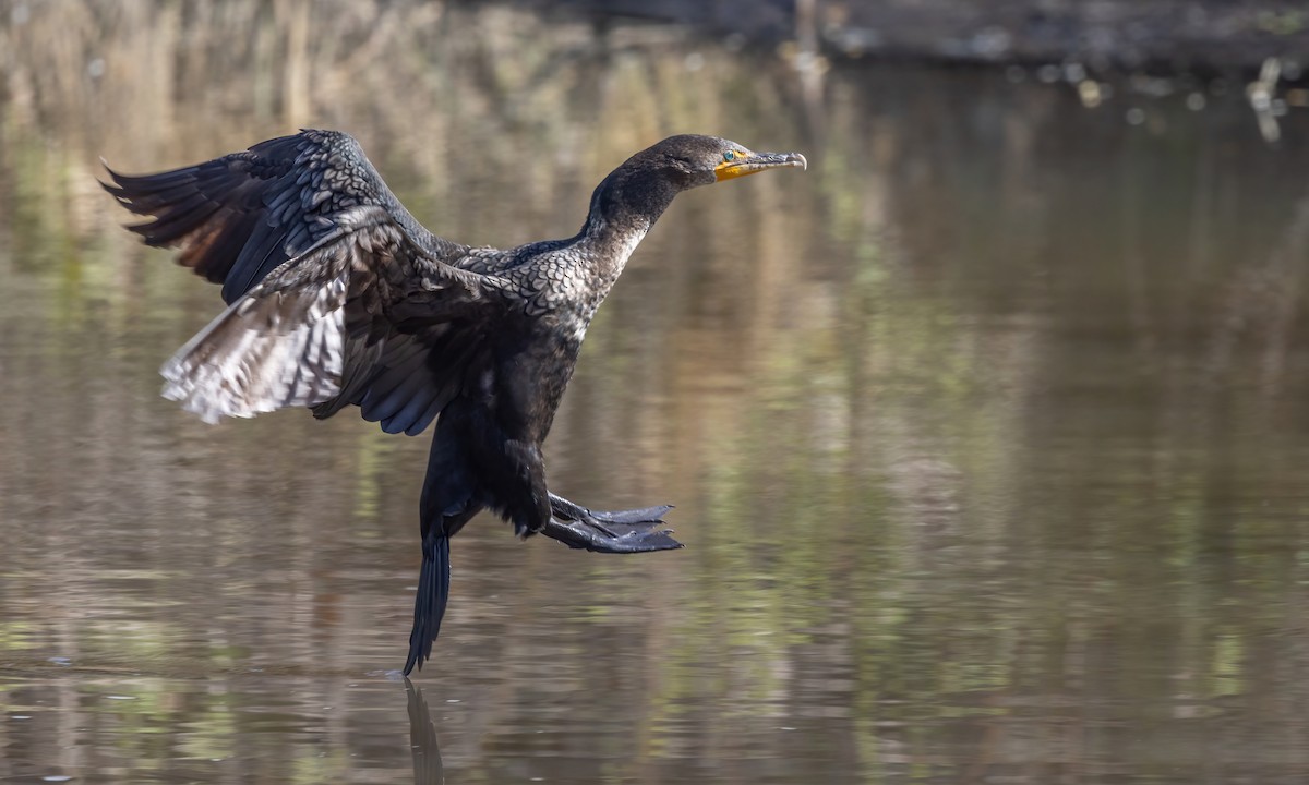 Double-crested Cormorant - Paul Fenwick