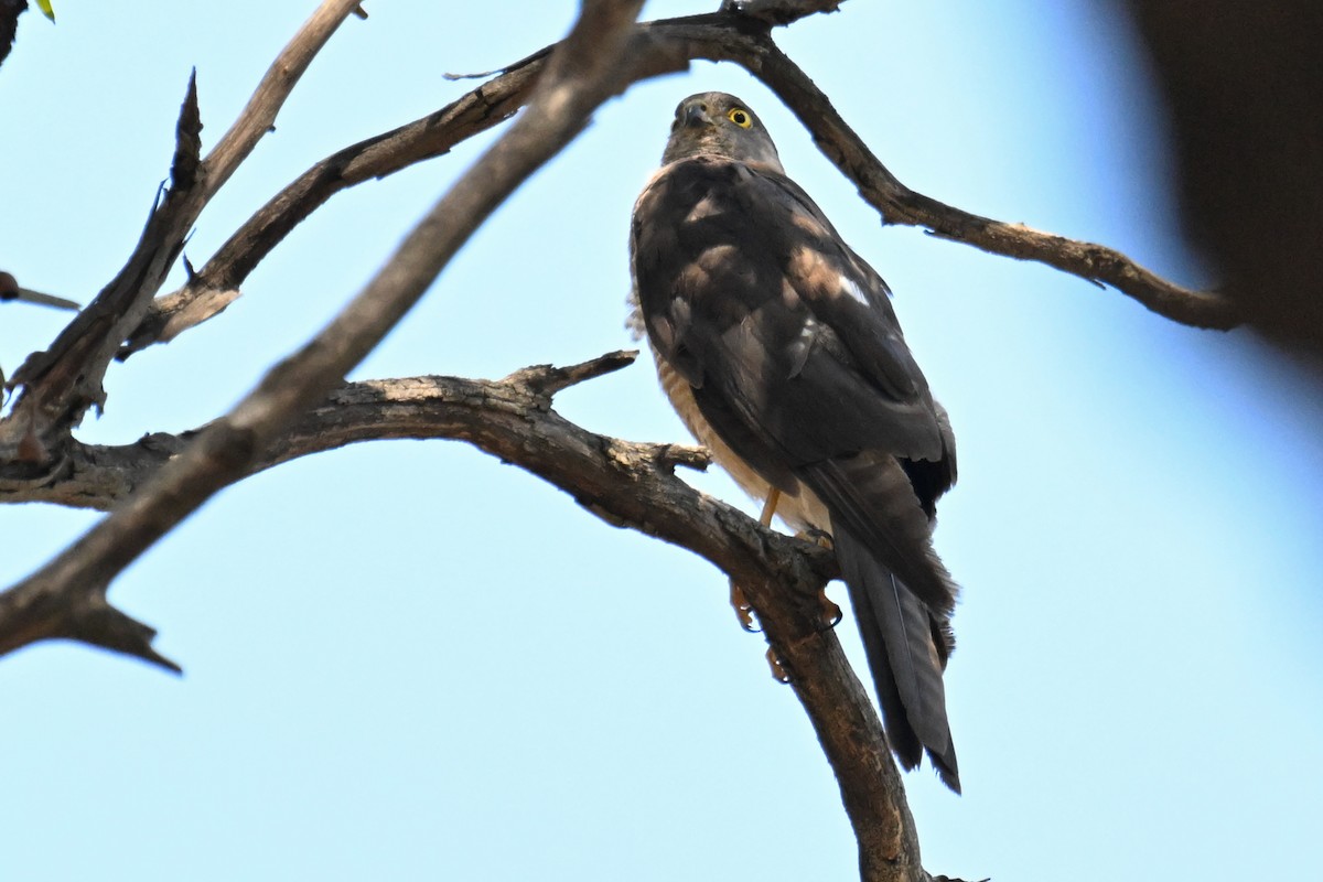 Collared Sparrowhawk - ML615250023