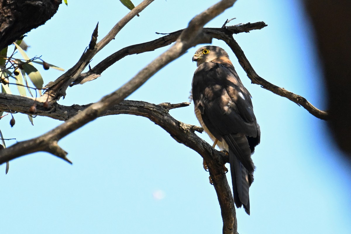 Collared Sparrowhawk - ML615250024