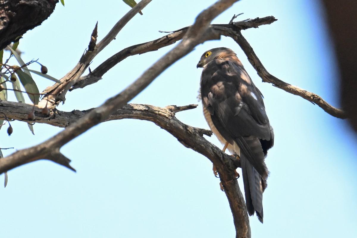 Collared Sparrowhawk - ML615250025