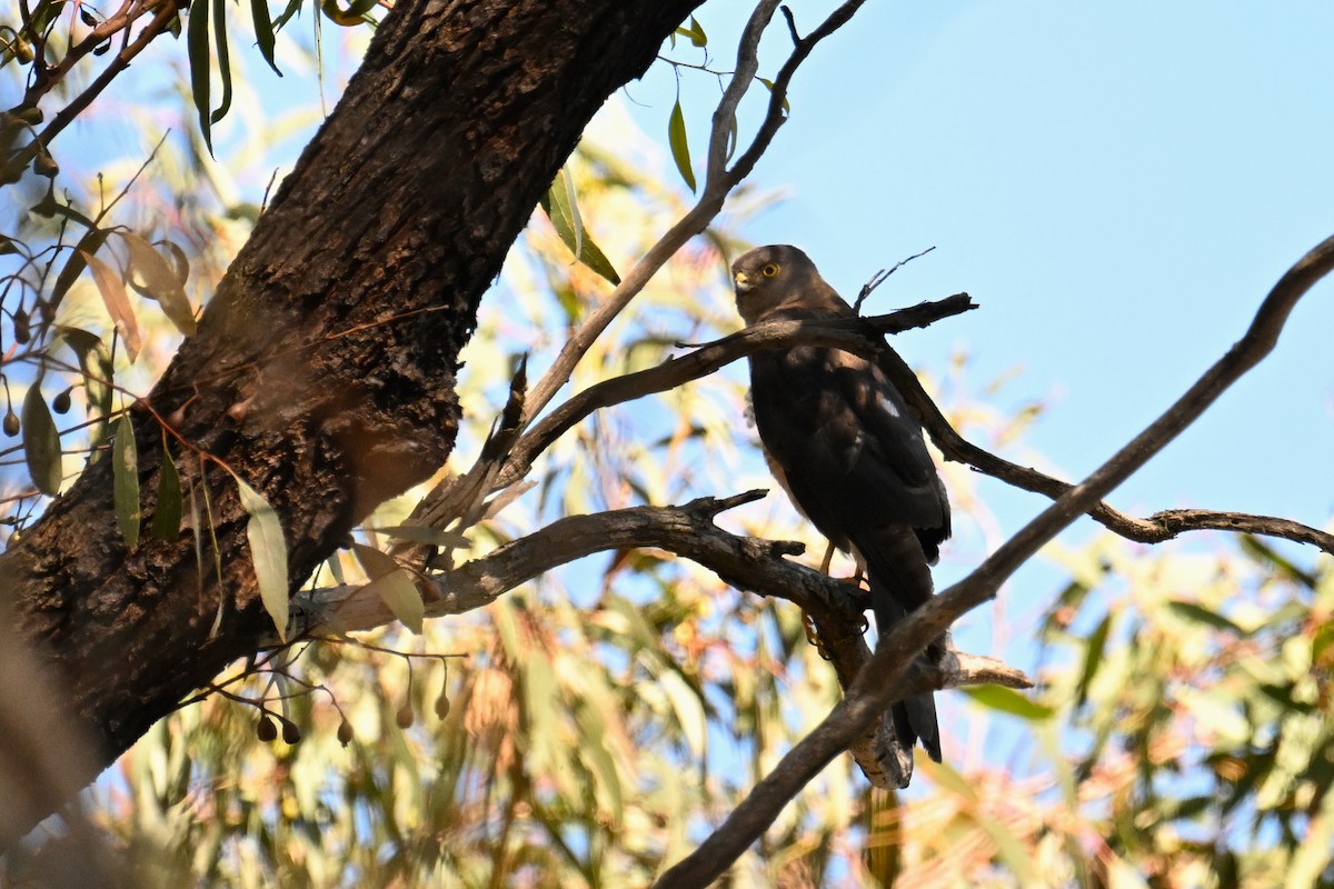 Collared Sparrowhawk - ML615250026