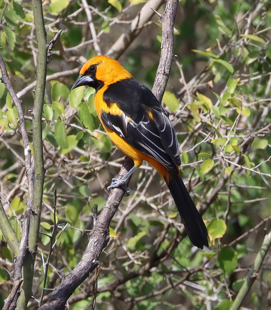 Altamira Oriole - ML615250029