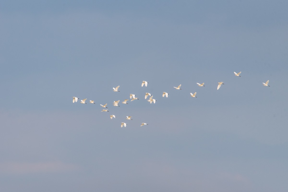 Great Egret - Toby Rowland