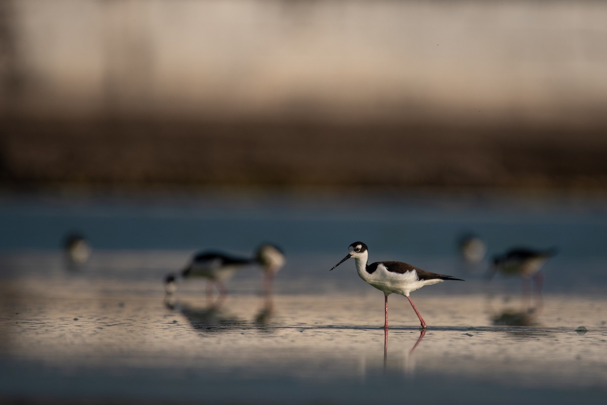 Black-necked Stilt (Black-necked) - ML615250048