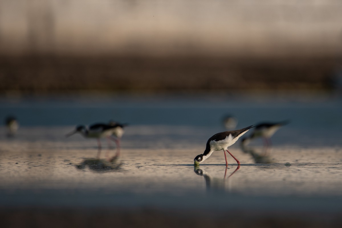 Black-necked Stilt (Black-necked) - Toby Rowland