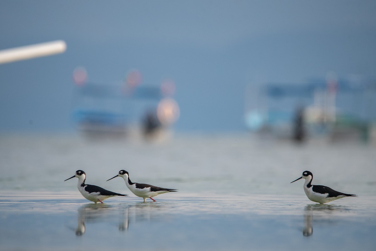 Black-necked Stilt (Black-necked) - Toby Rowland