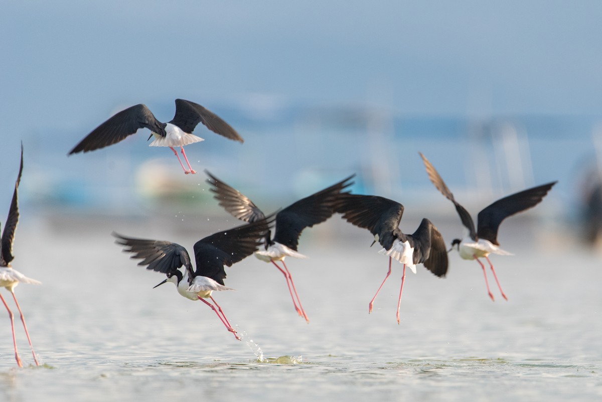 Black-necked Stilt (Black-necked) - Toby Rowland