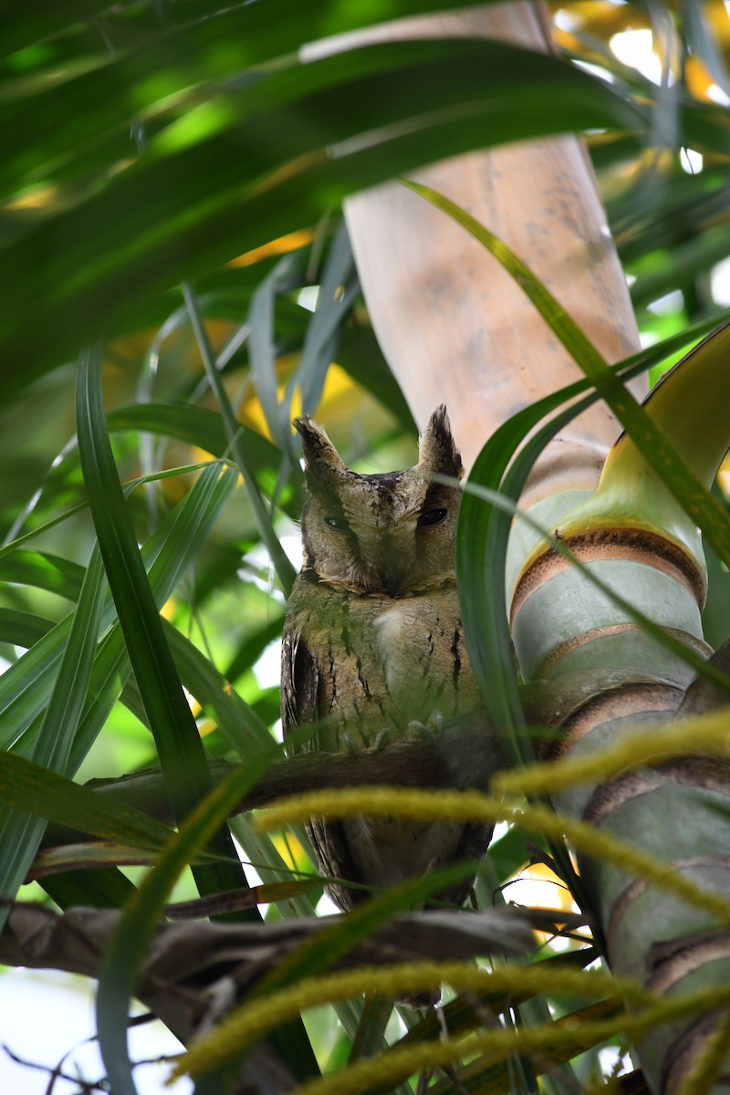 Indian Scops-Owl - Claude Velter