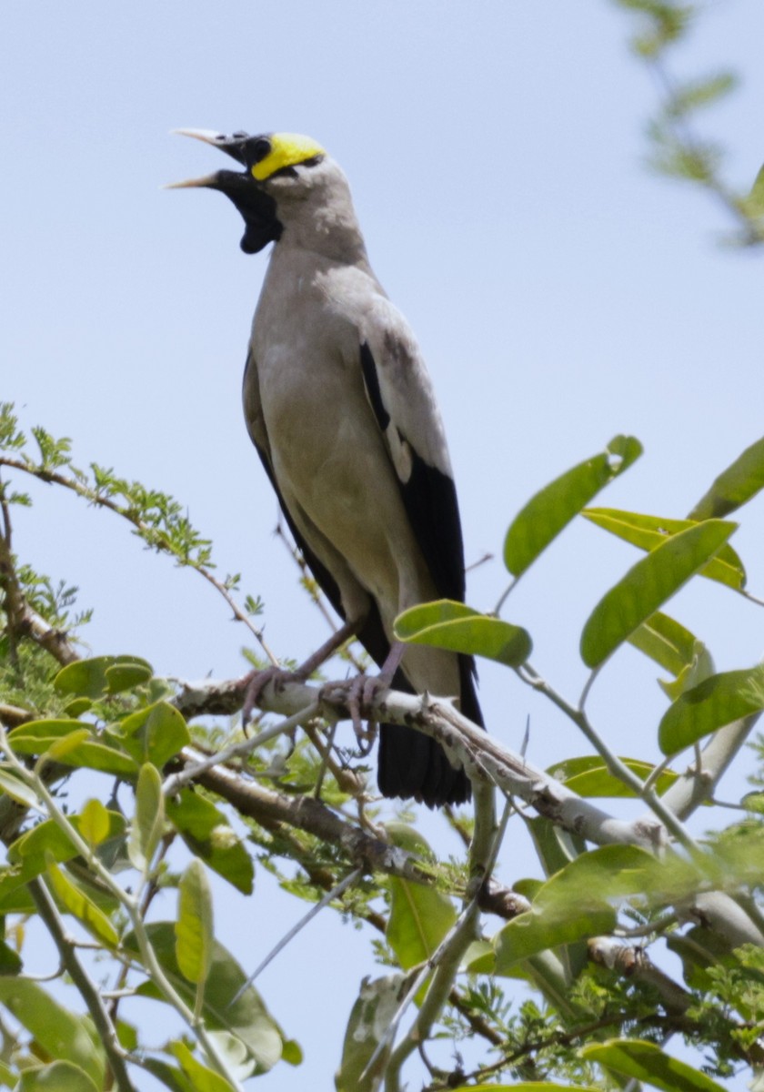 Wattled Starling - ML615250106