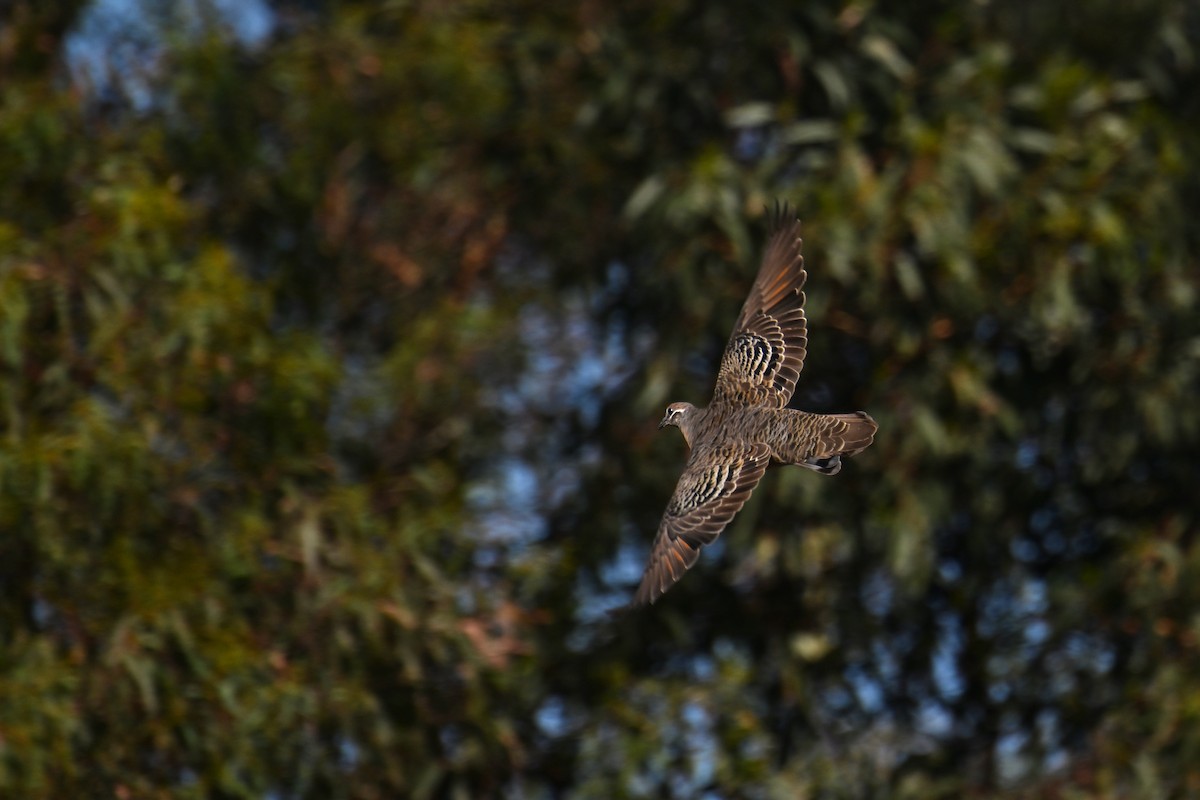 Common Bronzewing - ML615250109