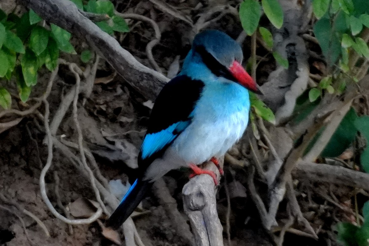 Blue-breasted Kingfisher - ML615250146
