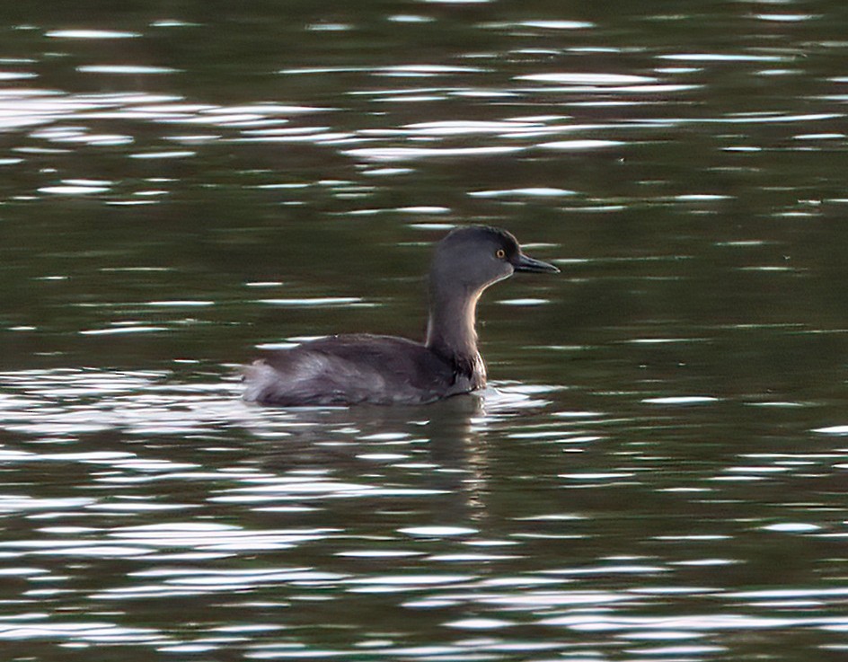 Least Grebe - ML615250218