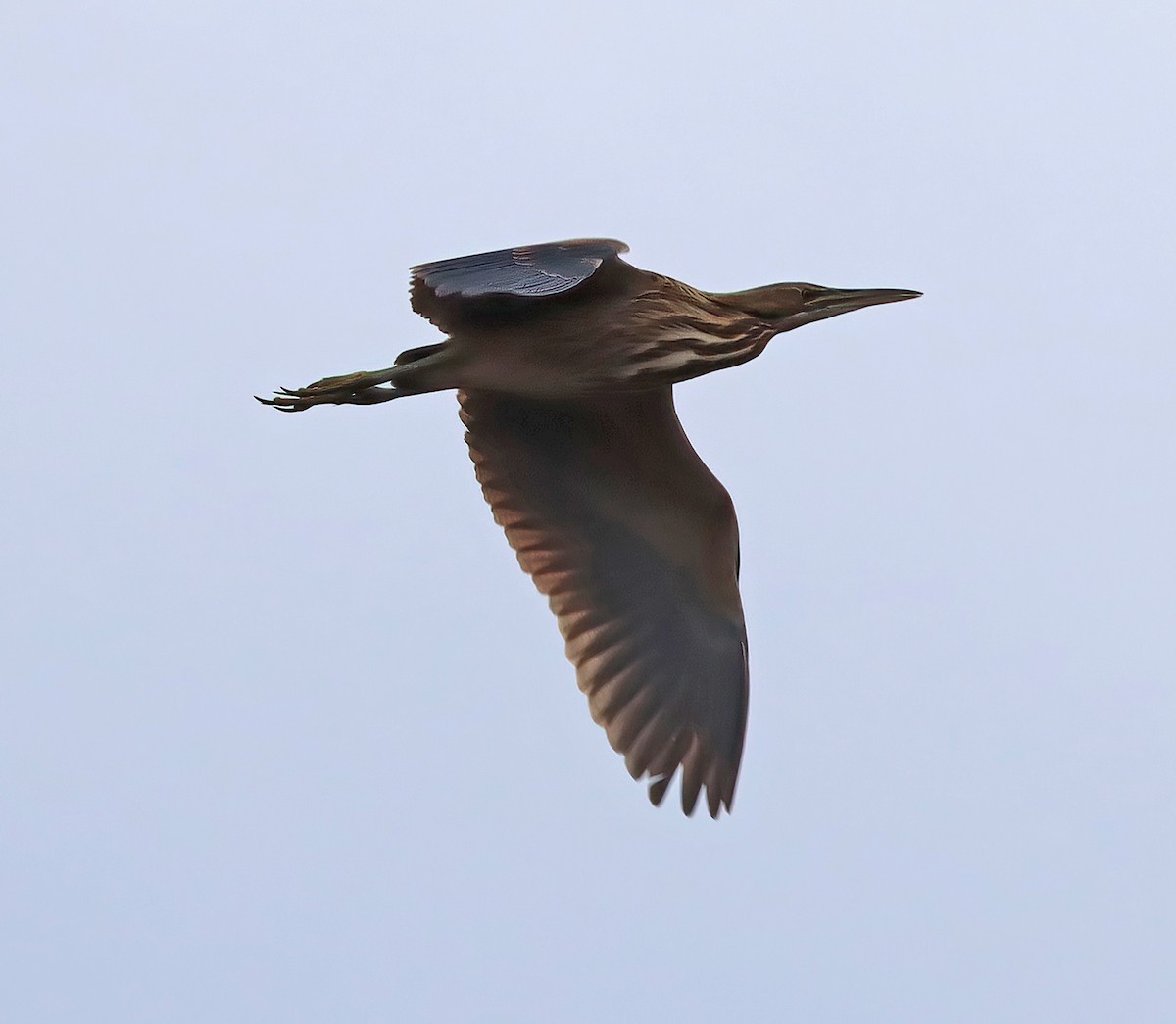 American Bittern - ML615250241