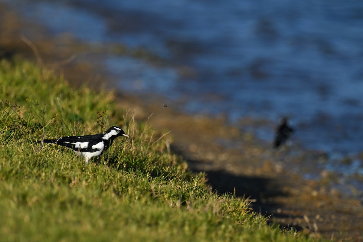 Magpie-lark - ML615250245