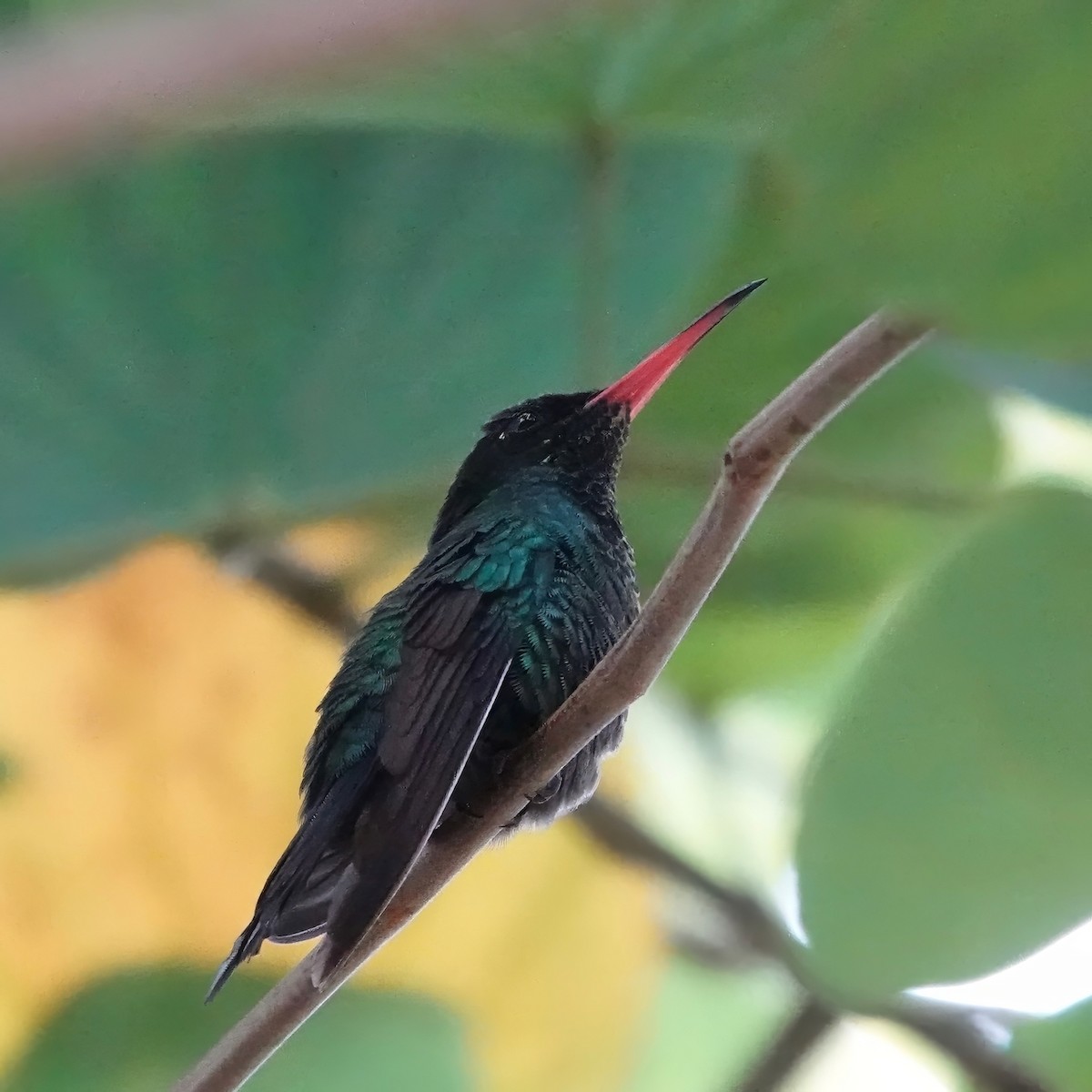 Red-billed Streamertail - ML615250246