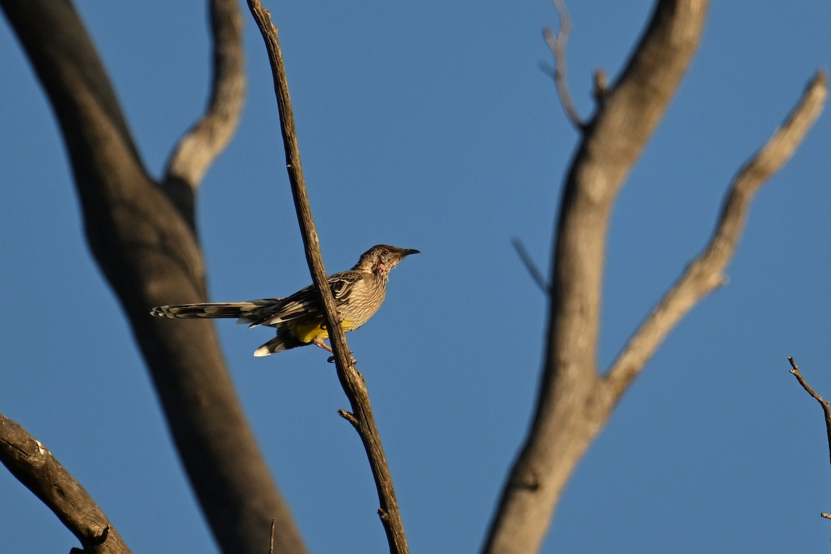 Red Wattlebird - ML615250249