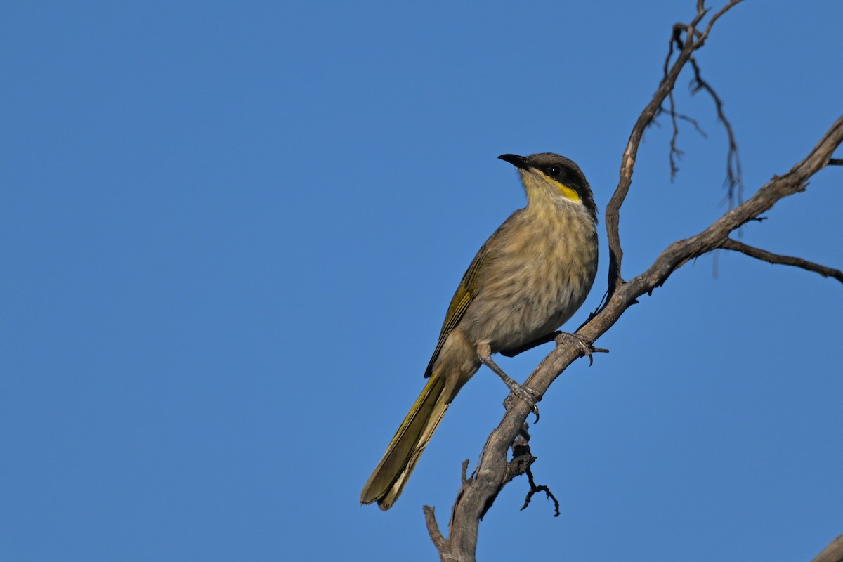 Singing Honeyeater - ML615250262