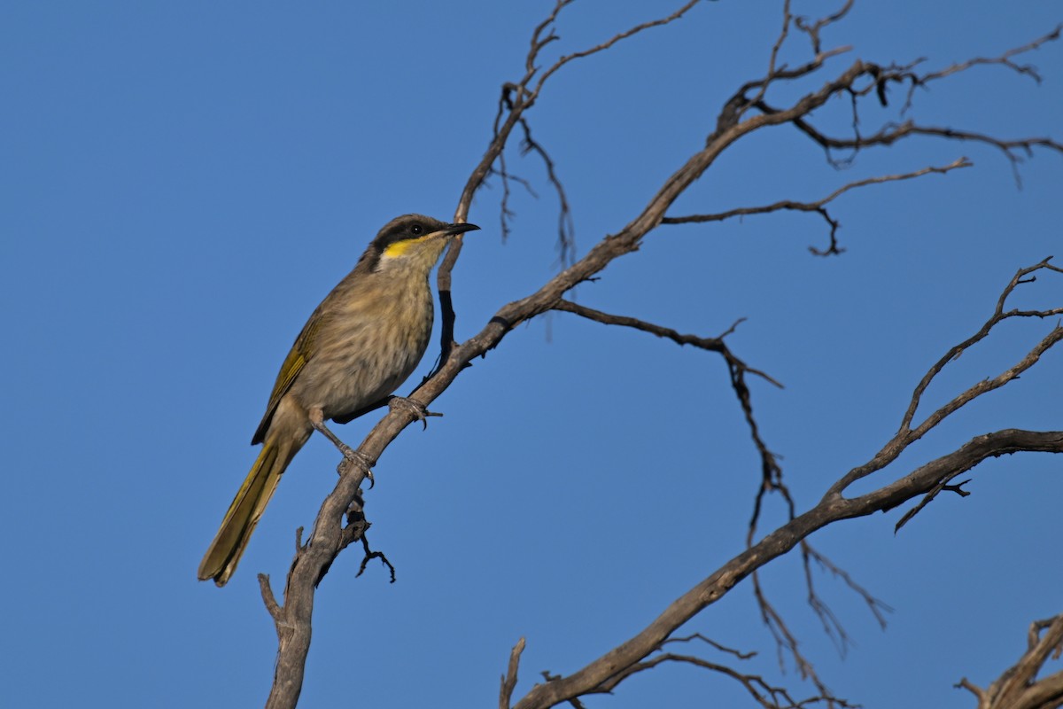 Singing Honeyeater - ML615250263