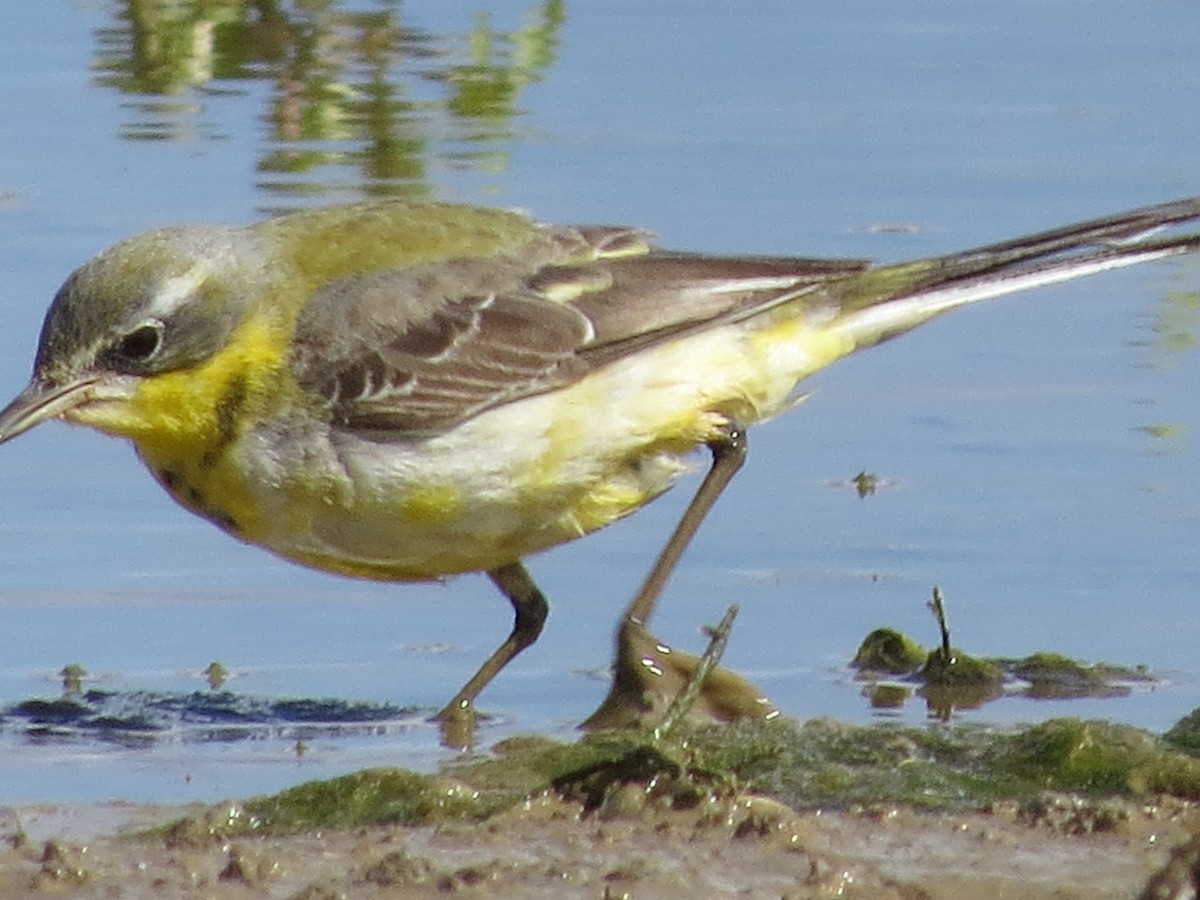 Western Yellow Wagtail - ML615250287