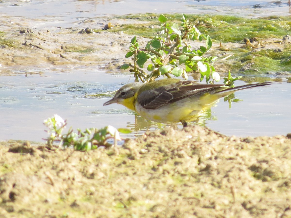 Western Yellow Wagtail - ML615250288