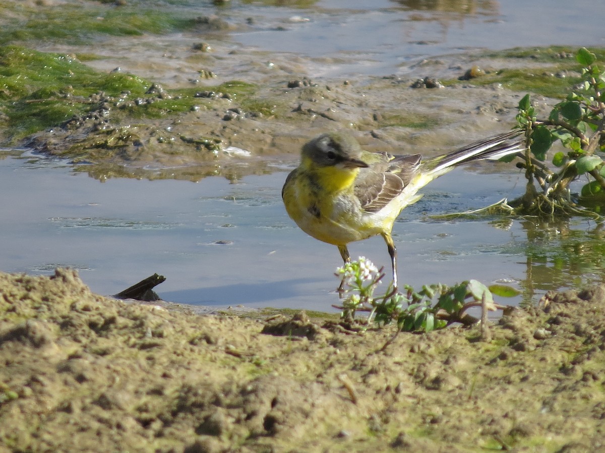 Western Yellow Wagtail - Gregorio Chaguaceda Tomás