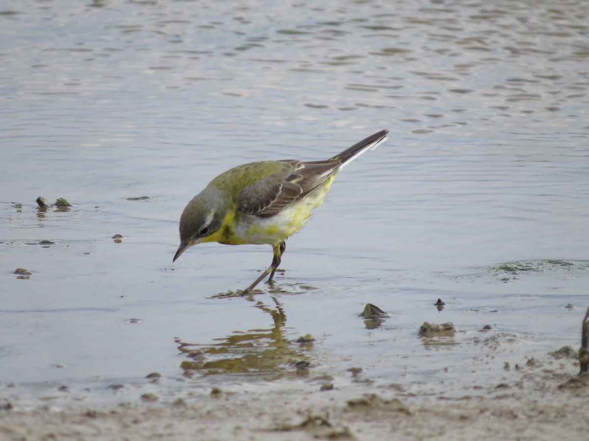 Western Yellow Wagtail - ML615250291