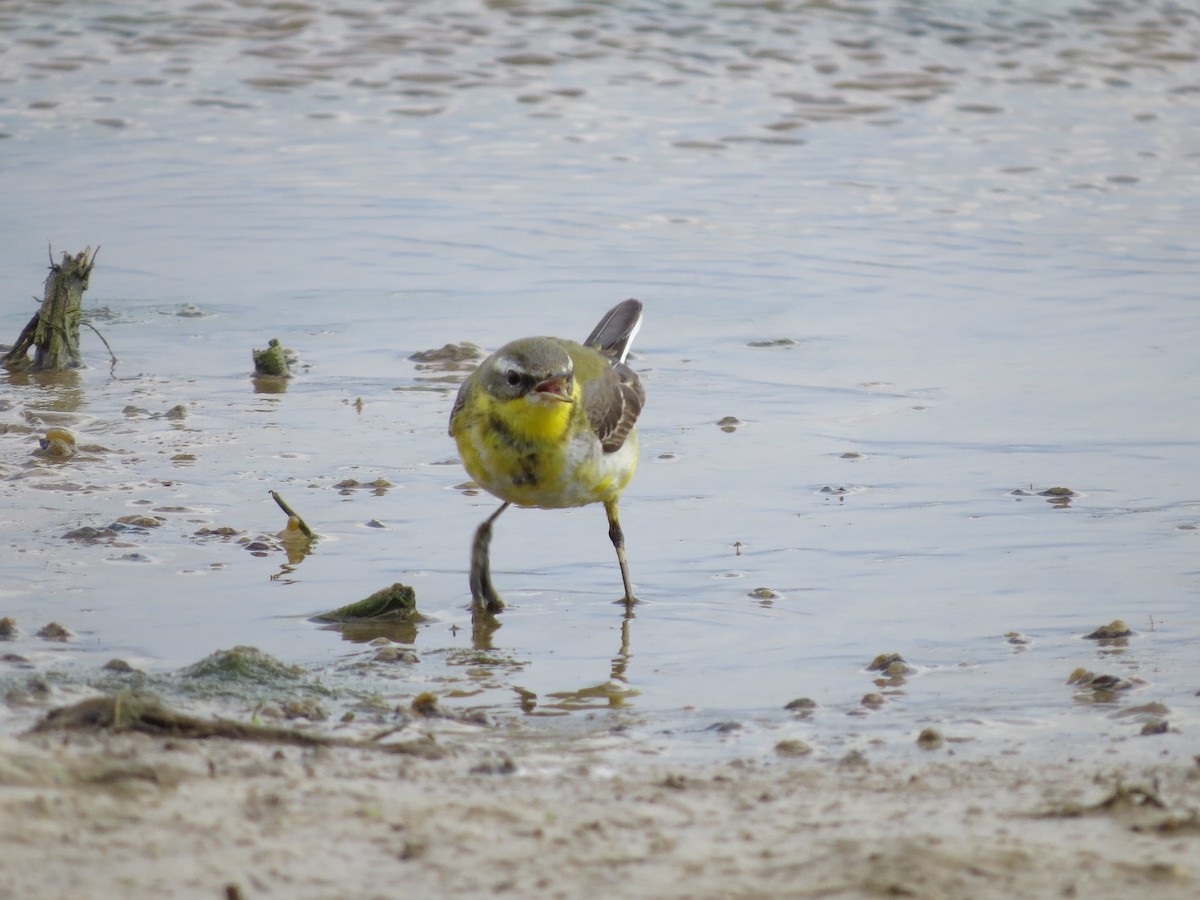 Western Yellow Wagtail - ML615250292