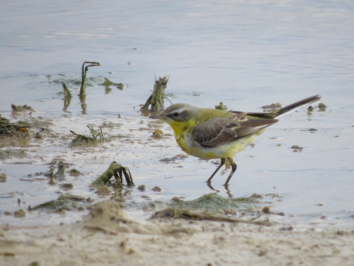 Western Yellow Wagtail - ML615250293