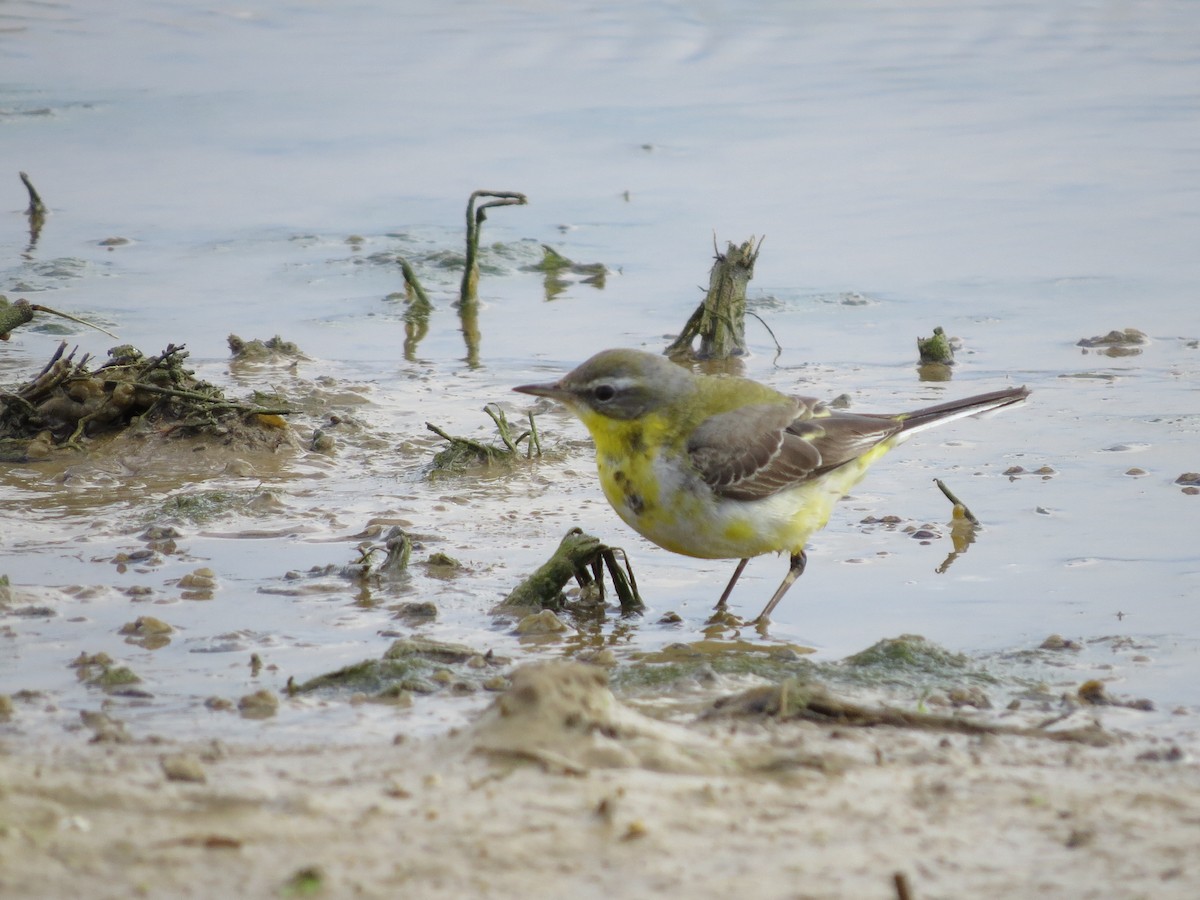 Western Yellow Wagtail - ML615250294