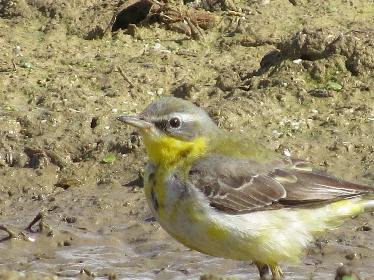 Western Yellow Wagtail - ML615250295