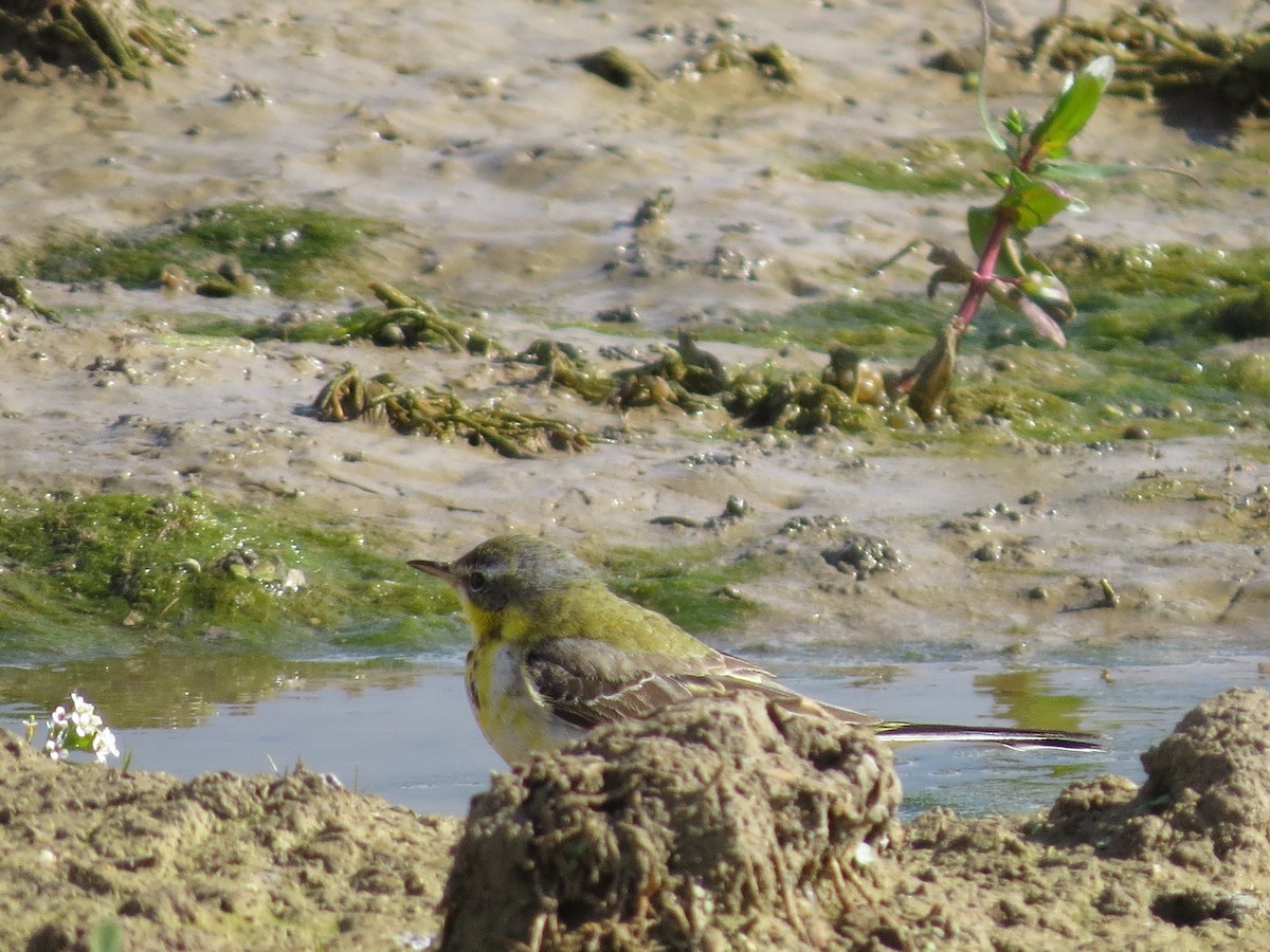 Western Yellow Wagtail - ML615250298