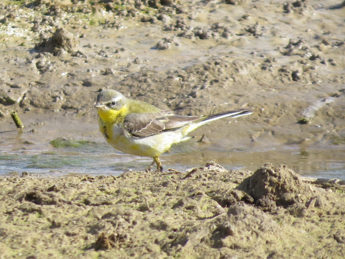 Western Yellow Wagtail - ML615250299