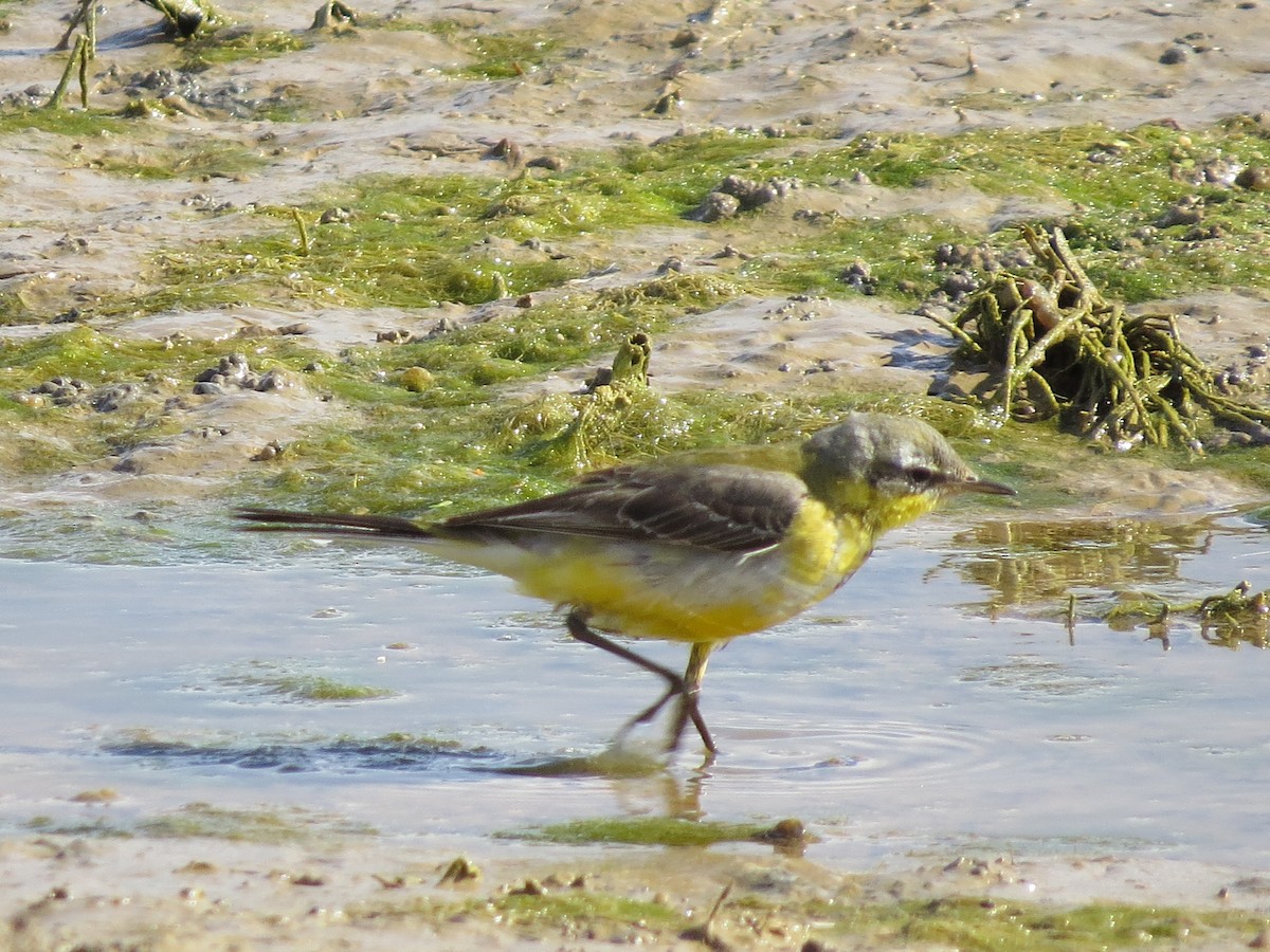 Western Yellow Wagtail - ML615250304