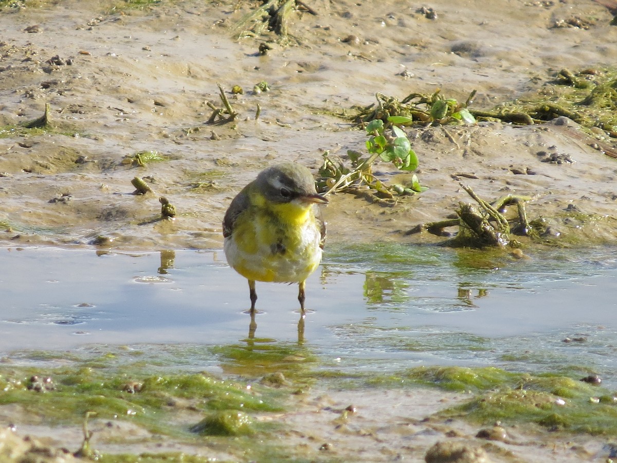 Western Yellow Wagtail - ML615250305