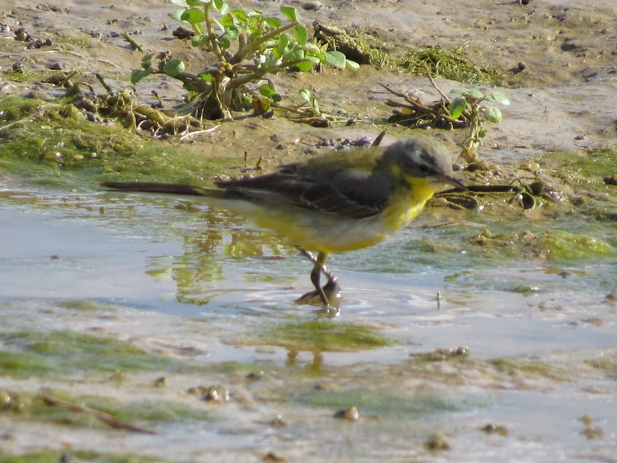 Western Yellow Wagtail - ML615250306