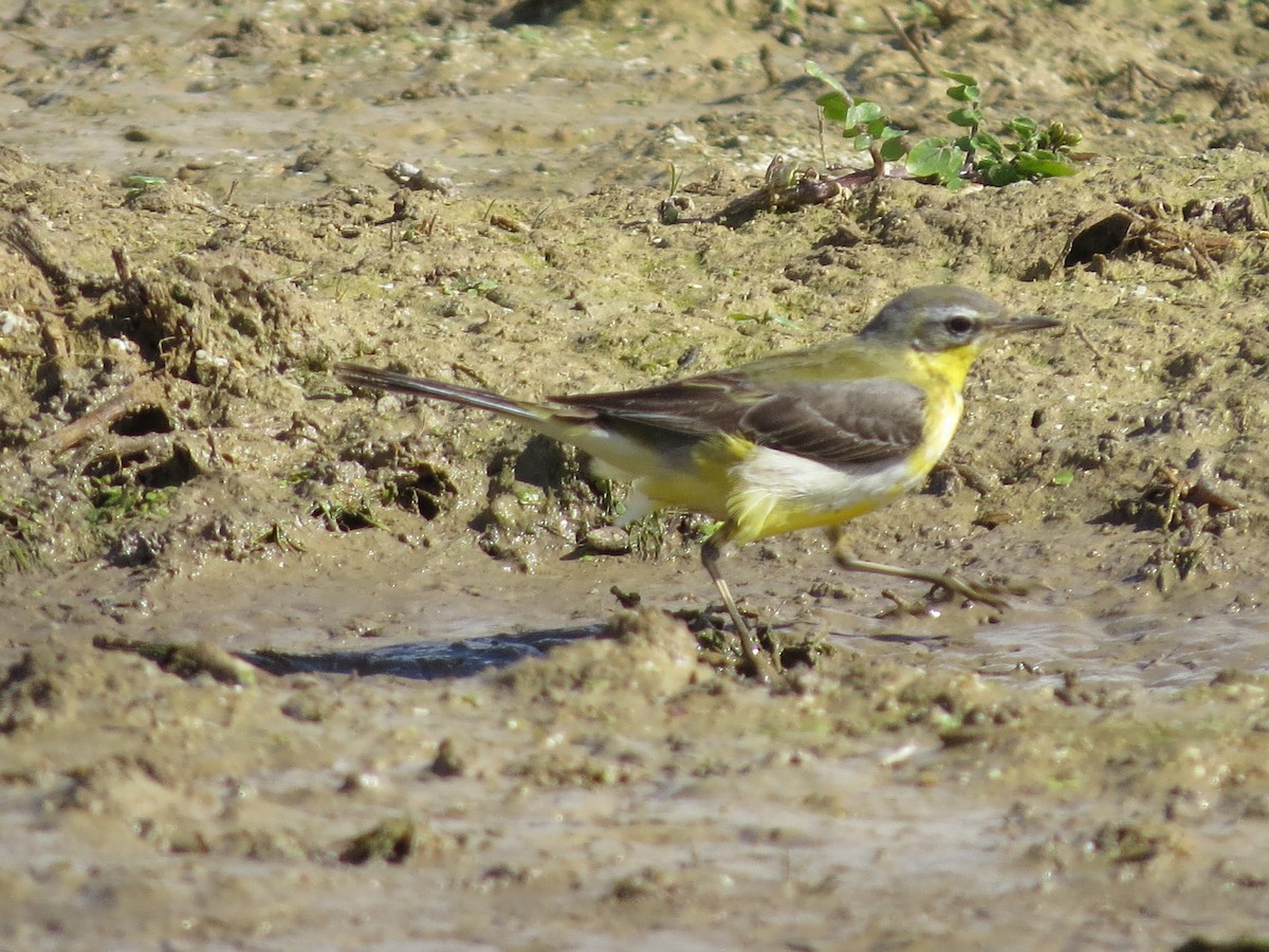 Western Yellow Wagtail - ML615250309